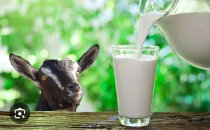 Козье молоко не заменит материнское!