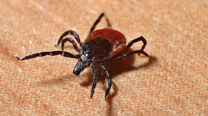 В Приморье проснулся злой и голодный клещ!