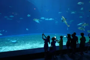 В удивительном мире морских животных и организмов!